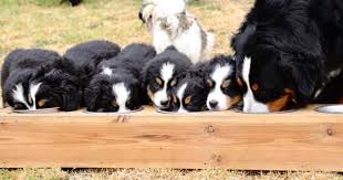 Bernese mountain dogs are especially boisterous as puppies, and therefore will need to be properly trained how to handle smaller animals. Dariencko Bernese Mountain Dog Kennel Home Facebook
