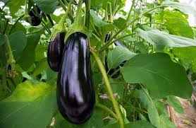 Use a dome or cloche to retain heat as well as humidity to encourage germination when eggplant seed planting indoors. Talong Eggplant Cultivation Guide All You Need To Know In Planting Growing And Harvesting Eggplant