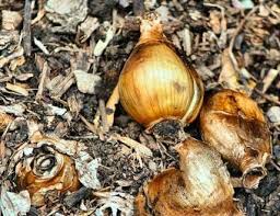 Feb 07, 2020 · fastest growing flower seeds for science project finding the fastest growing flower seeds for science project is necessary because you need flowers that not only germinate quickly but also flower early. How To Lift Flower Bulbs Lovetoknow