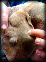 Image result for abscess dog's ear flap