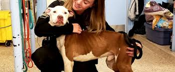 Veterinarian and animal hospital in lancaster, pa | neffsville veterinary clinic. Pspca Lancaster Center Hosts Santa Claws Paws Donation Drive For Area Pet Parents In Need Pennsylvania Society For The Prevention Of Cruelty To Animals