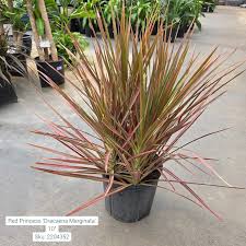 Image result for dracaena