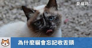 為什麼貓會忘記收舌頭 愛貓誌 animals cats