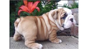 That's certainly one way to get a purebred dog or. Free English Bulldog Puppies Near Me Online Shopping