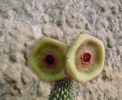 Image result for Hoodia currorii