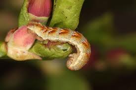 Image result for Entephria polata