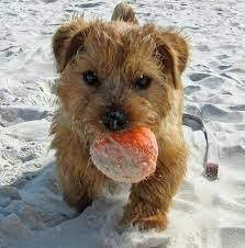 Goyo Barassi Manatee Chaser In 2021 Norfolk Terrier Norfolk Terrier Puppies Terrier