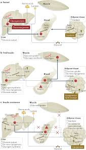 It involves synthesis of as many as 36 molecules of atp. The Aetiology And Molecular Landscape Of Insulin Resistance Nature Reviews Molecular Cell Biology
