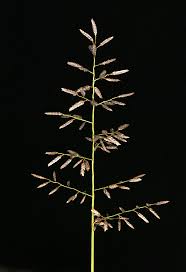 Image result for Eragrostis porosa