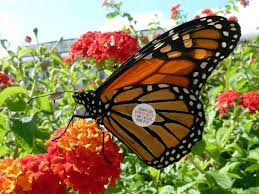 Check spelling or type a new query. Lepidoptera Migration Wikipedia