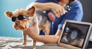 10 Dog Arthritis Natural Remedies For Managing Pain