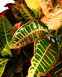 Image result for Croton polytrichus