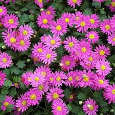 Image result for Brachycome