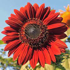 I will have lots of mexican. Sunflower Seeds Flower Seed Annual Flowers