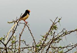 Birds That Start With Q The Straw Tailed Whydah Bird Vidua Fischeri Is A Species Of Bird In The Viduidae Family It Is Found In Ethiopia Kenya So Bird Species Beautiful Birds Bird