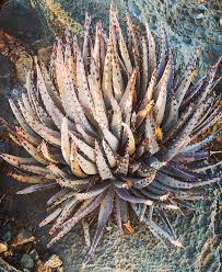 Image result for Aloe wollastonii