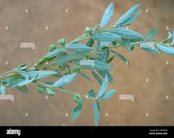 Image result for Phyllanthus maderaspatensis