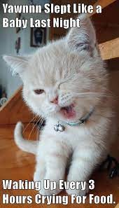 Top 25 Memes Of The Week Cheezburger Users Edition 93 Kittens Funny Funny Cats Silly Cats