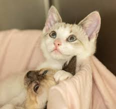 When it comes to cancer in cats—and especially cancer in older cats—there is a lot to understand. Diseases For Siamese Cat Long Beach Animal Hospital