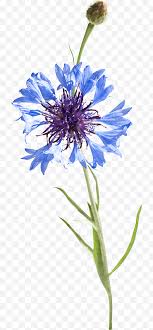 Named after the flower, cornflower is a stunning medium blue mixed with a small amount of green. Blue Watercolor Flowers Watercolor Painting Cornflowers Pintura A La Acuarela Drawing Cornflower Blue Artist Plant Png Klipartz