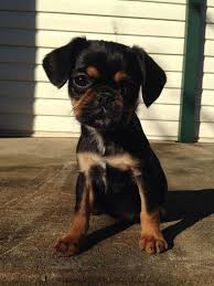 Black And Tan Pugalier For Sale Pugalier Puppies Different Colours Pugalier Puppies Baby Dogs