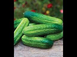 This is the second year this has these are cucumbers straight from my little garden. Grow Cucumbers Without The Bitterness Youtube