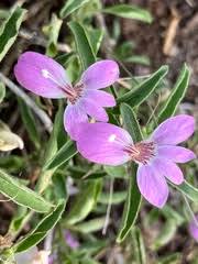 Image result for Sericorema remotiflora