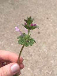 Another common weed with purple flowers is the purple dead nettle, aka red dead nettle. What S That Purple Weed Integrated Crop Management