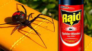 Black widow is one of the most dangerous spiders. Sneaky Redback Spider Raid Deadly White Christmas How To Video Youtube