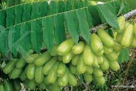 Khasiat ace maxs sebagai cara mengobati darah tinggi secara tradisional. Ini Obat Herbal Diabetes Melitus Yang Bisa Dibuat Sendiri Di Rumah