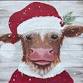 Christmas Cow event in Pensacola, FL