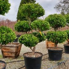 Image result for Ligustrum