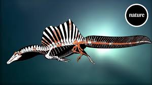 Dark heather is 50% cotton, 50% polyester. A Swimming Dinosaur The Tail Of Spinosaurus Youtube