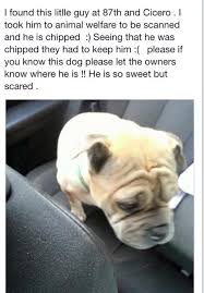 Pei humane society 309 sherwood road, po box 20022. Found A Dog Lost Dogs Illinois