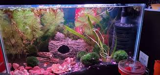 Betta Cherry Shrimp Cherry Shrimp Betta Fun Things To Do
