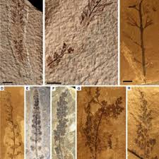 Image result for Polyphlebium borbonicum
