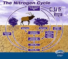 The Nitrogen Cycle Illustrated Nitrogen Cycle Worksheets For Kids Teaching Biology
