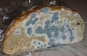 الأستاذ الدكتور محمد هاشم عبد البارى مارس 2013 food eat food supply
