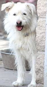 Be 18 years old and have a valid photo id. Norwalk Ct Schnauzer Standard Meet Spuds A Dog For Adoption Pets Terrier Pet Adoption