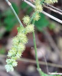 Image result for Pupalia micrantha