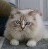 Colors and varietes of Ragdoll Breed - Ragdolls Cattery Faelis
