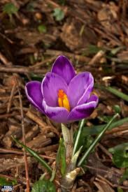 Foto utili per conoscere e imparare tutti i fiori primaverili più belli e importanti. Fiori Di Primavera Zafferano Maggiore Nome Scientifico Crocus Vernus Youreporter