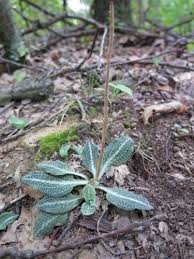 Image result for Goodyera afzelii