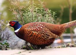 Small Brown Bird With White Ring Around Neck South Dakota State Bird Ring Neck Pheasant State Birds Bird Ring Necked Pheasant