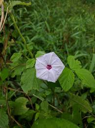 Image result for Ipomoea marginata