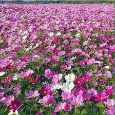 Cosmos Flower Field Highveld South Africa Africa South Africa Flower Field