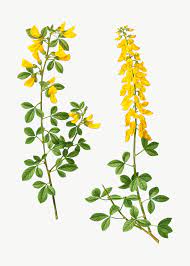 Download Premium Vector Of Vintage Black Broom And Hairy Broom Branches Plant Illustration Plant Drawing Plants