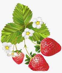 Strawberry plant images and stock photos. View Full Size Strawberry Plant Png Transparent Png 4419x5000 Free Download On Nicepng