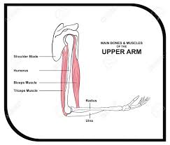 Learn about how they work together and about some common conditions that affect . Vector Main Bones Muscles Of The Upper Arm Useful For Education Royalty Free Cliparts Vectors And Stock Illustration Image 71587538