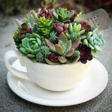 Instagram Succulent Garden Indoor Succulents Succulents Diy